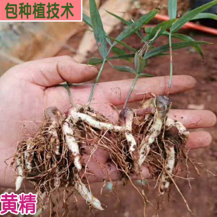 专用除草剂黄精的 老虎姜药材专用除草剂 黄精中药材苗后除草剂