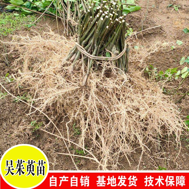 吴茱萸苗价格 3年漆辣子苗图片 贵州吴茱萸基地