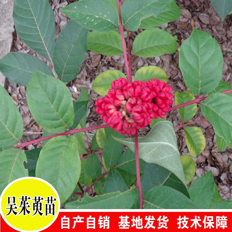 漆辣子苗种植技术 3年漆辣子苗图片 贵州吴茱萸基地