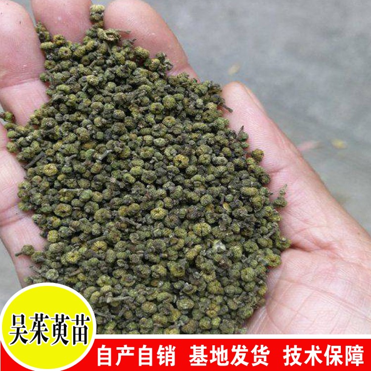 吴茱萸苗价格 3年漆辣子苗图片 贵州吴茱萸基地