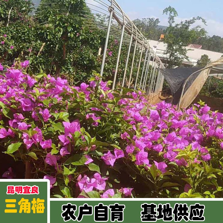 鑫燎三农 叶子花行业现状 叶子花大苗价格