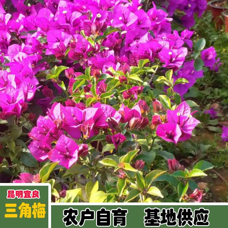 鑫燎三农 叶子花行业现状 叶子花大苗价格