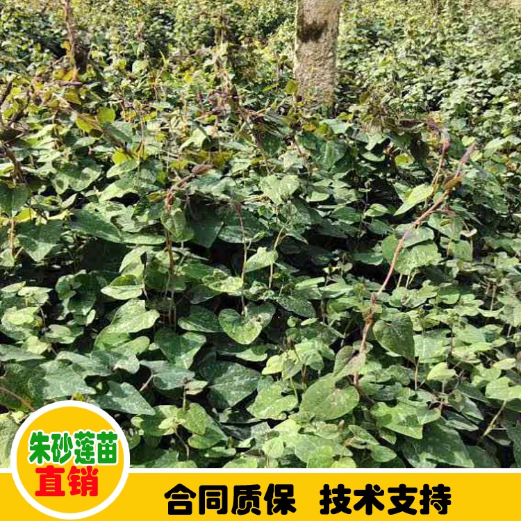 鑫燎三农 便宜茱砂莲苗出售 普洱种植亩产量利润