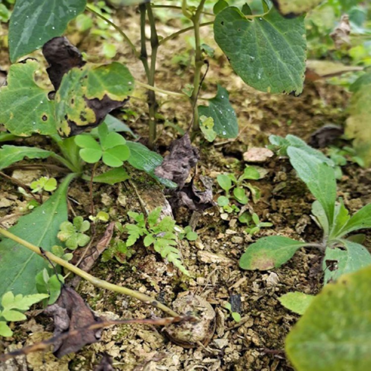 鑫燎三农 种苗茱砂莲供应商 茱砂莲广西大苗