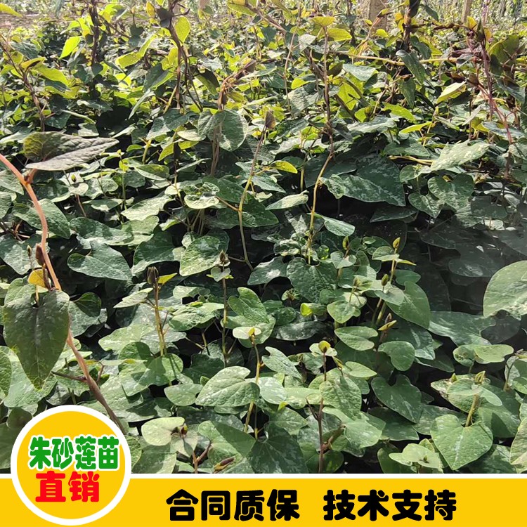 鑫燎三农 茱砂莲苗批发 茱砂莲苗贵州供应信息