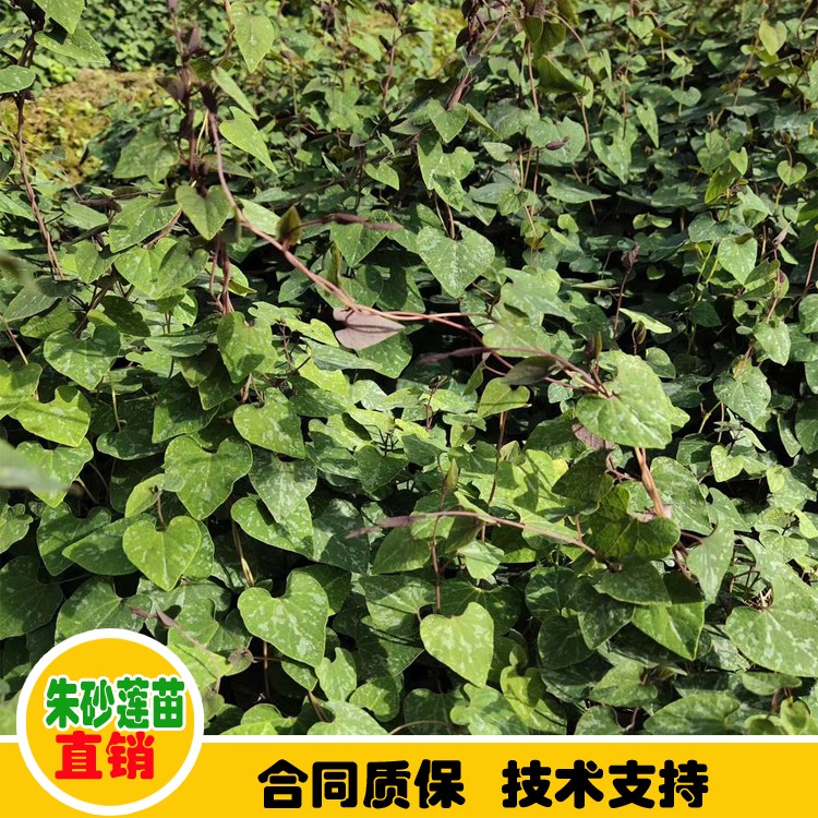 鑫燎三农 种苗茱砂莲供应商 茱砂莲广西大苗