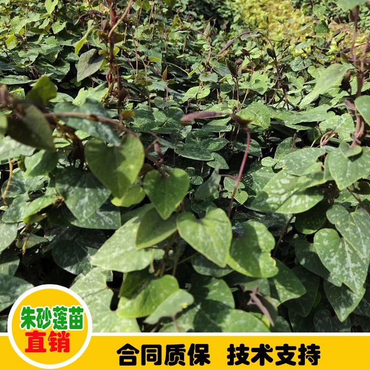 鑫燎三农 便宜茱砂莲苗出售 普洱种植亩产量利润