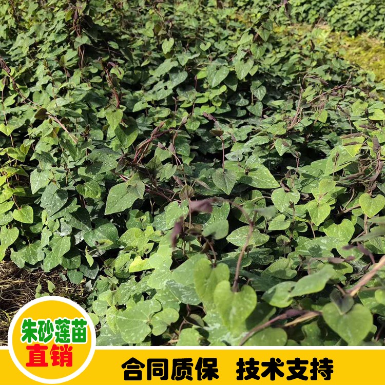 鑫燎三农 茱砂莲苗批发 茱砂莲苗贵州供应信息