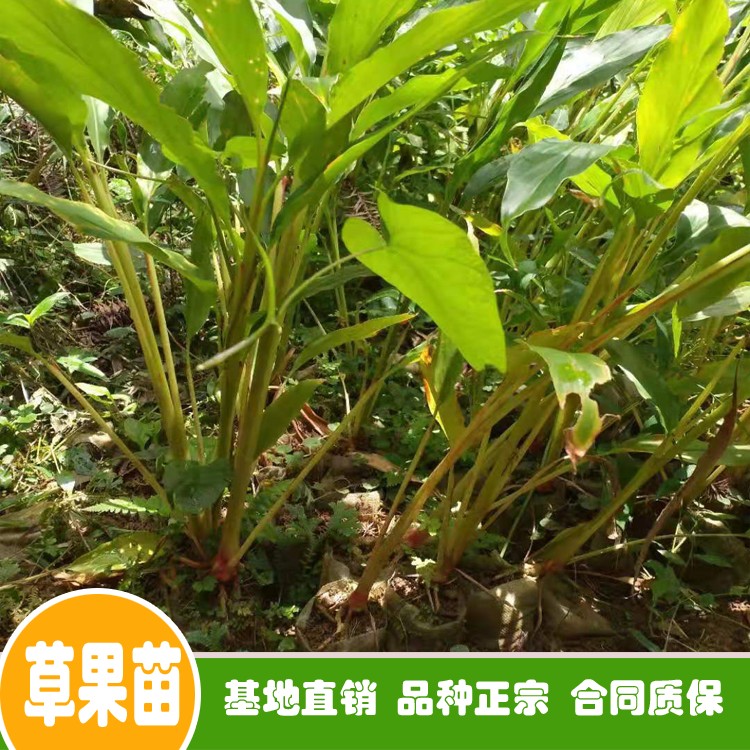 鑫燎三农 草果种子种植时间 近期泡草果一公斤价格行情