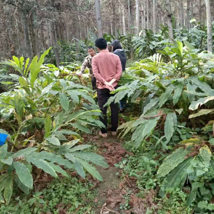 鑫燎三農 雲南草果醬生產廠家 雲南泡草果價格