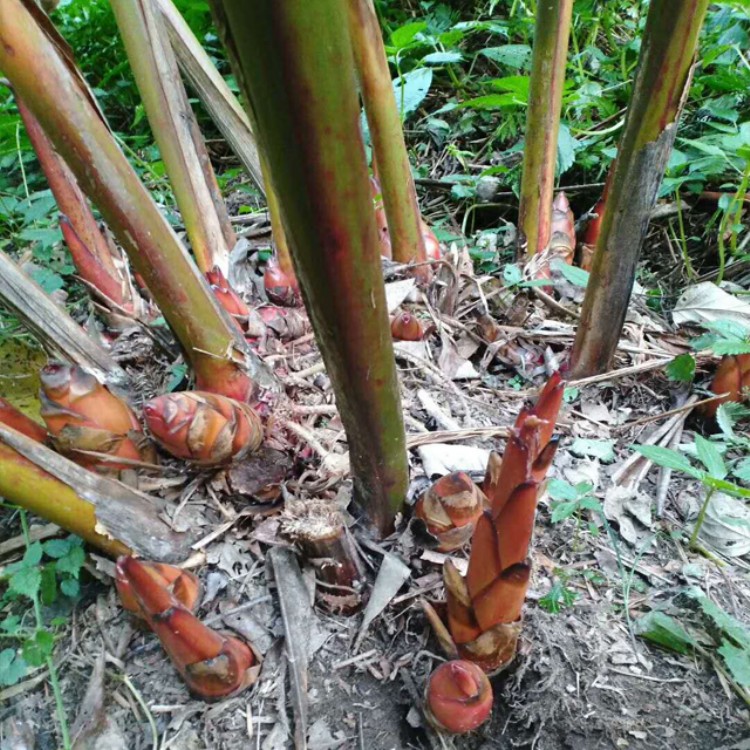 鑫燎三农 草果种子种植时间 近期泡草果一公斤价格行情