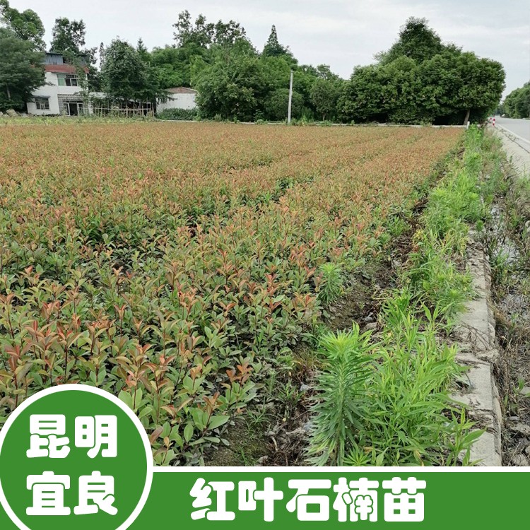 鑫燎三农 宜良红叶石楠杯苗销售 浙江苗批发价格 产地货源