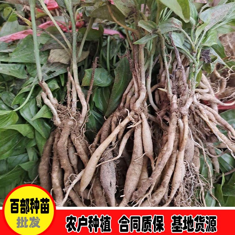 鑫燎三农 种植百部每亩用苗数量 百部苗批发供货厂家 种植技术