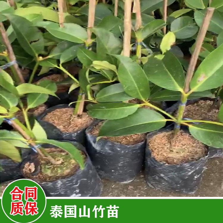 鑫燎三农 山竹苗种植方法 广西价山竹苗 种植技术