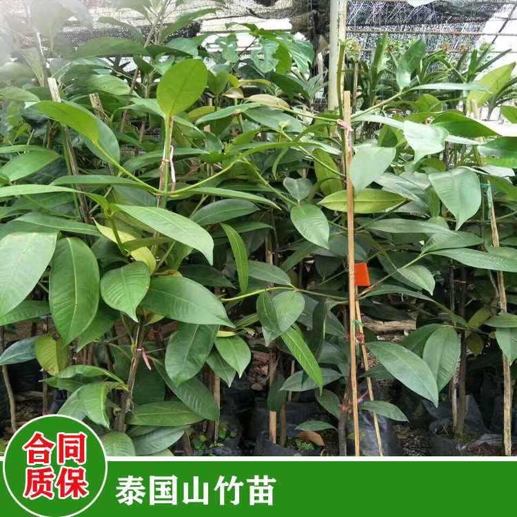 鑫燎三农 山竹苗种植方法 广西价山竹苗 种植技术