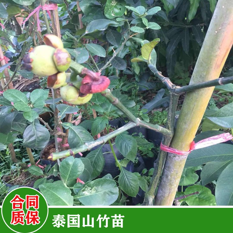 鑫燎三农 山竹苗种植方法 广西价山竹苗 种植技术