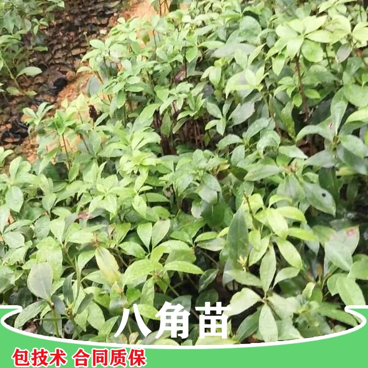 鑫燎三农 稼接八角苗价格 文山丘北县八角苗 产地货源