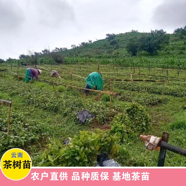 鑫燎三农 茶树苗种植方法 云南卖茶树苗电话 选购方法