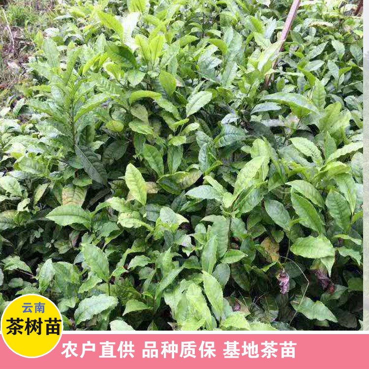 鑫燎三农 茶树苗种植方法 云南卖茶树苗电话 选购方法