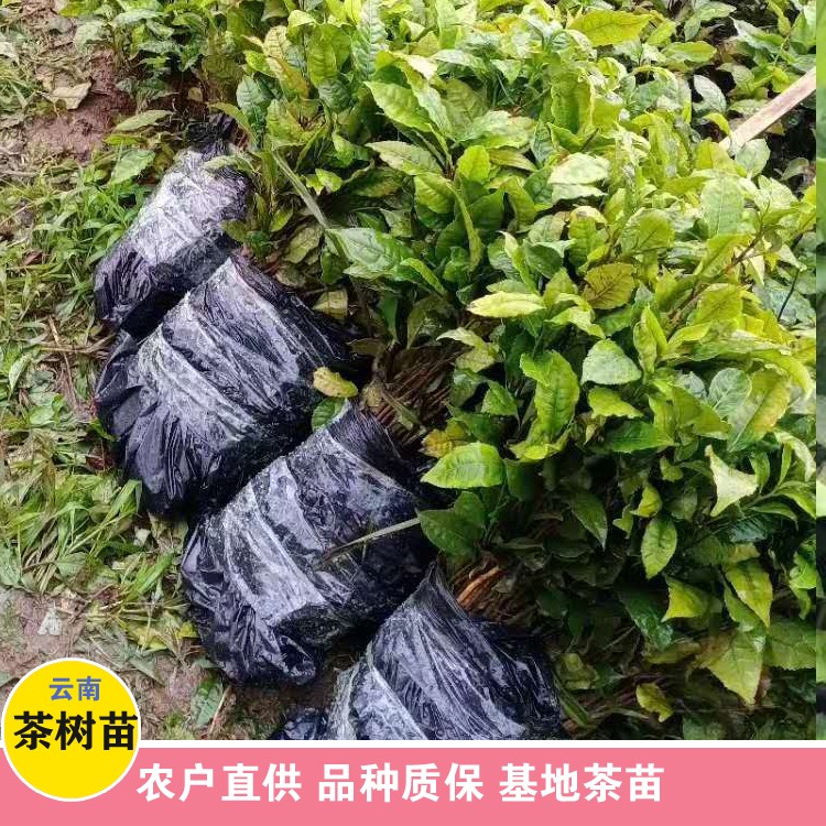 鑫燎三农 茶树苗种植方法 云南卖茶树苗电话 选购方法