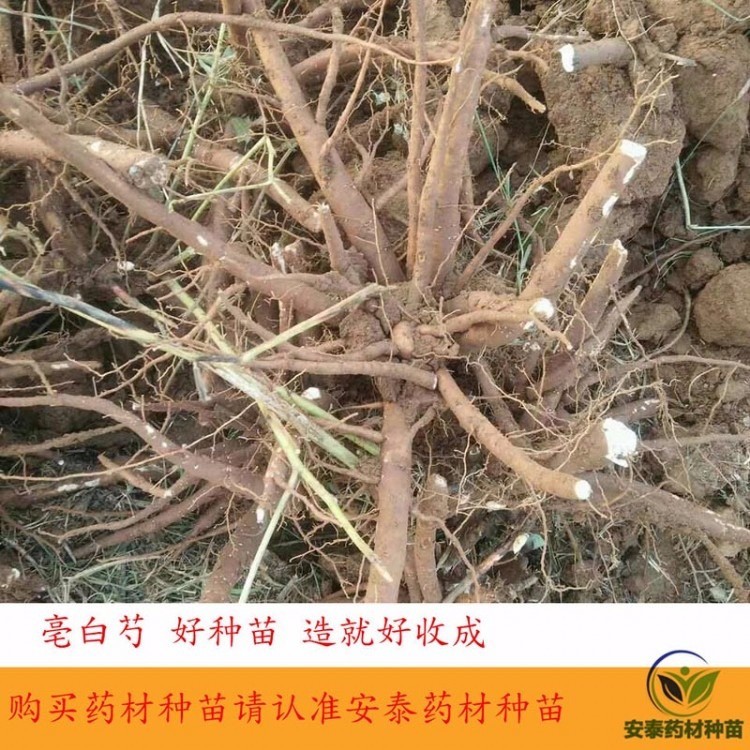 盐城白芍芽批发欢迎咨询 安泰种苗精选白芍芽