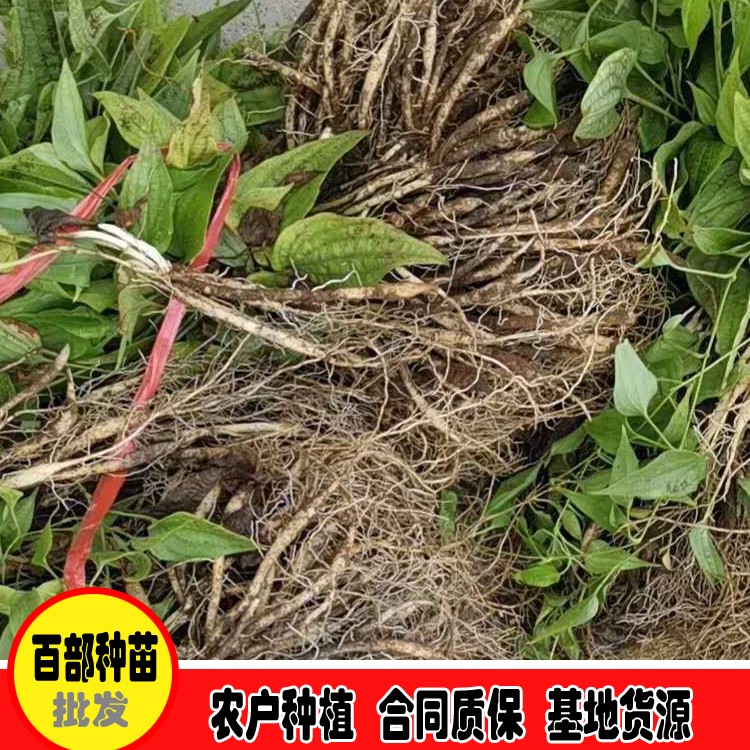 鑫燎三农 广西百部苗出售地址 中药百部价格网 货到付款