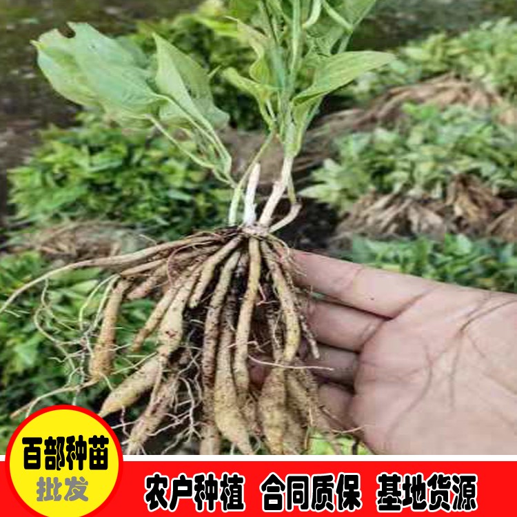 鑫燎三农 广西百部苗出售地址 中药百部价格网 货到付款