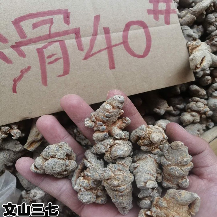 鑫燎三农 云南文山三七 产区文山三七图片 批发价格行情