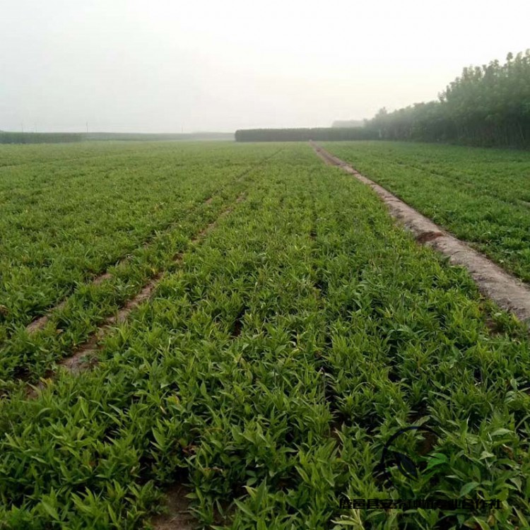 旱半夏种子种植技术