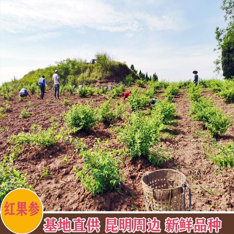 鑫燎三农 嵩明红果参水果 内江红果参种植基地 厂家供应商