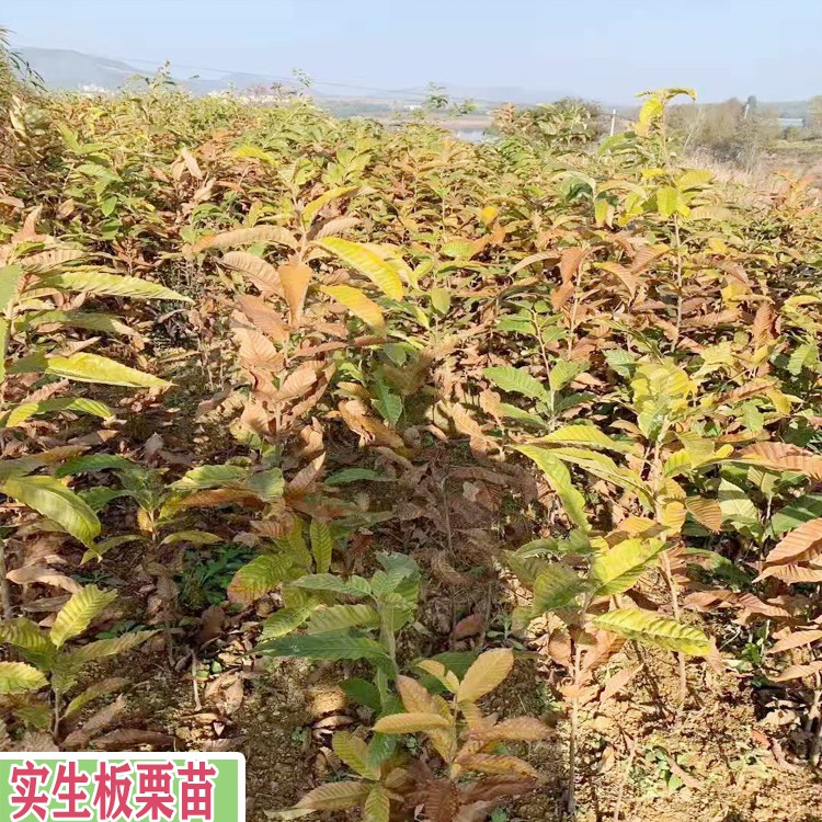 两年的板栗树 板栗树苗 种植包回收