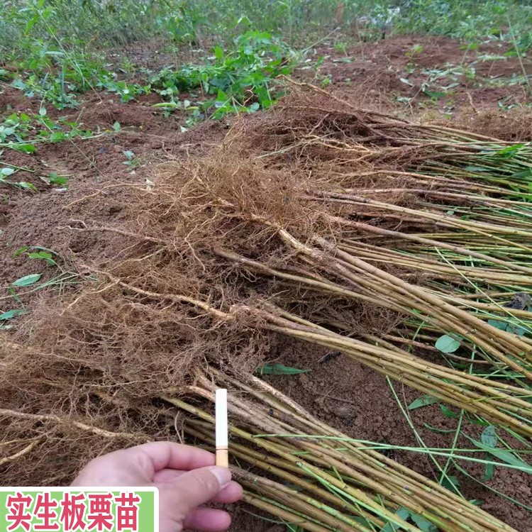 两年的板栗树 板栗树苗 种植包回收