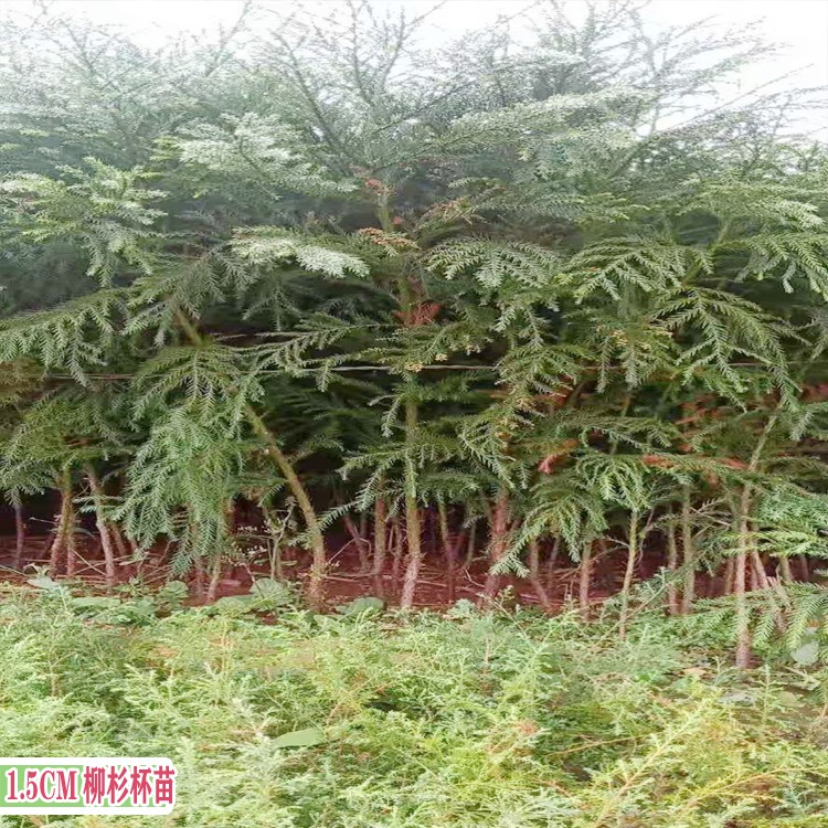 柳杉树的特点 贵州柳杉种苗批发 新品种