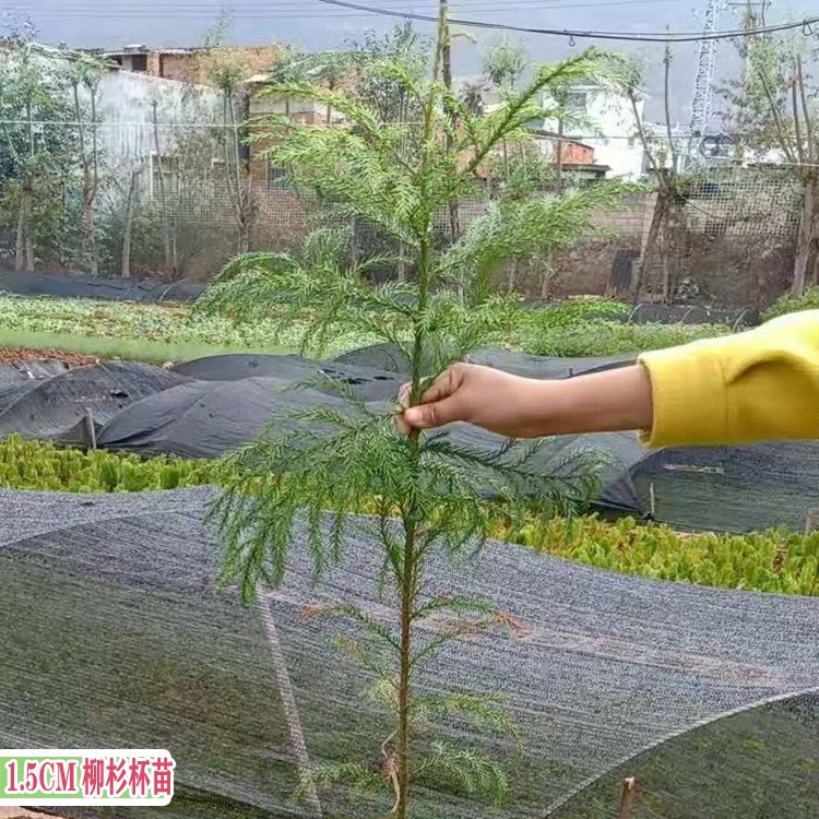 柳杉树的特点 贵州柳杉种苗批发 新品种