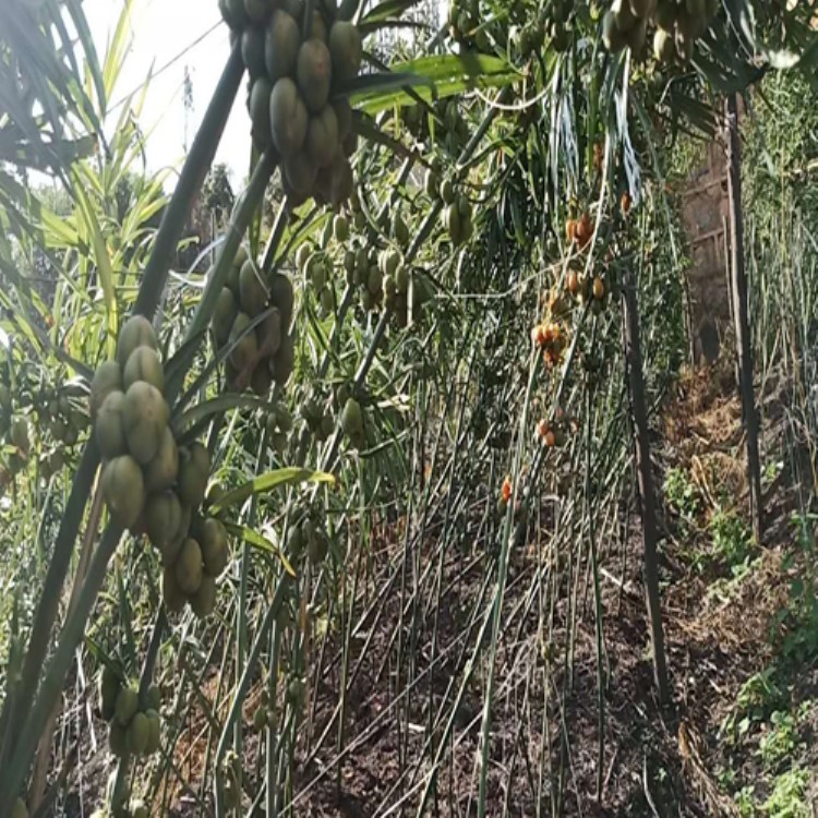 高发芽率黄精种子 云南黄精种植 基地