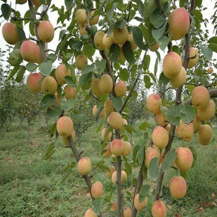 苹果梨批发 苹果梨批发基地 种植公司