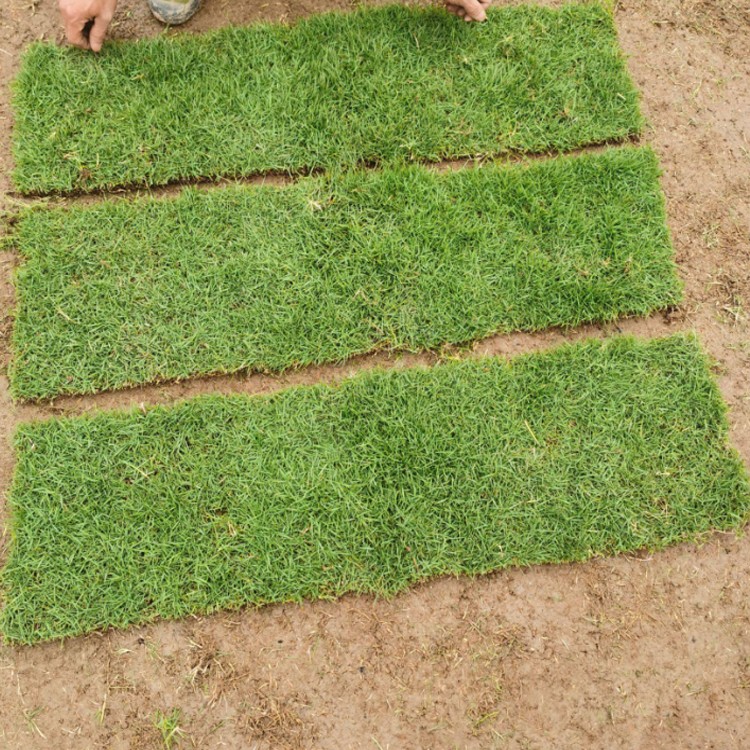 鑫燎三农 昆明草坪批发基地 人工草坪价格 种植公司