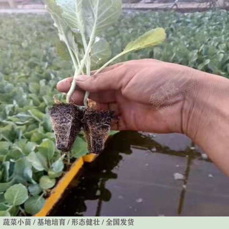 鑫燎三农 蔬菜苗批发市场价格 松花苗床幼苗能不能打杀菌剂 销售批发